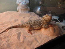 layin around