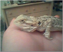 charley  laying