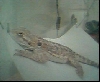 charley on her hammock