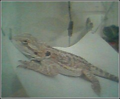charley on her hammock