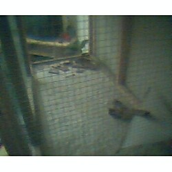 inside of charleys cage
