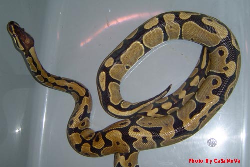 Female Ball Python