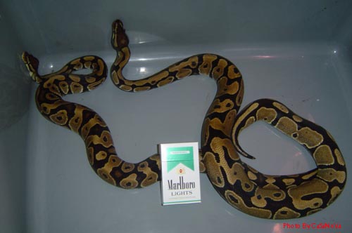 Male&Female Ball Python