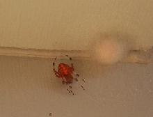 BIG Orange Spider