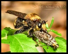 what bee is this?
