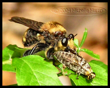 what bee is this?