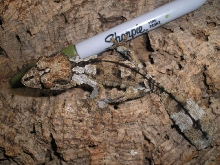 Uroplatus henkeli