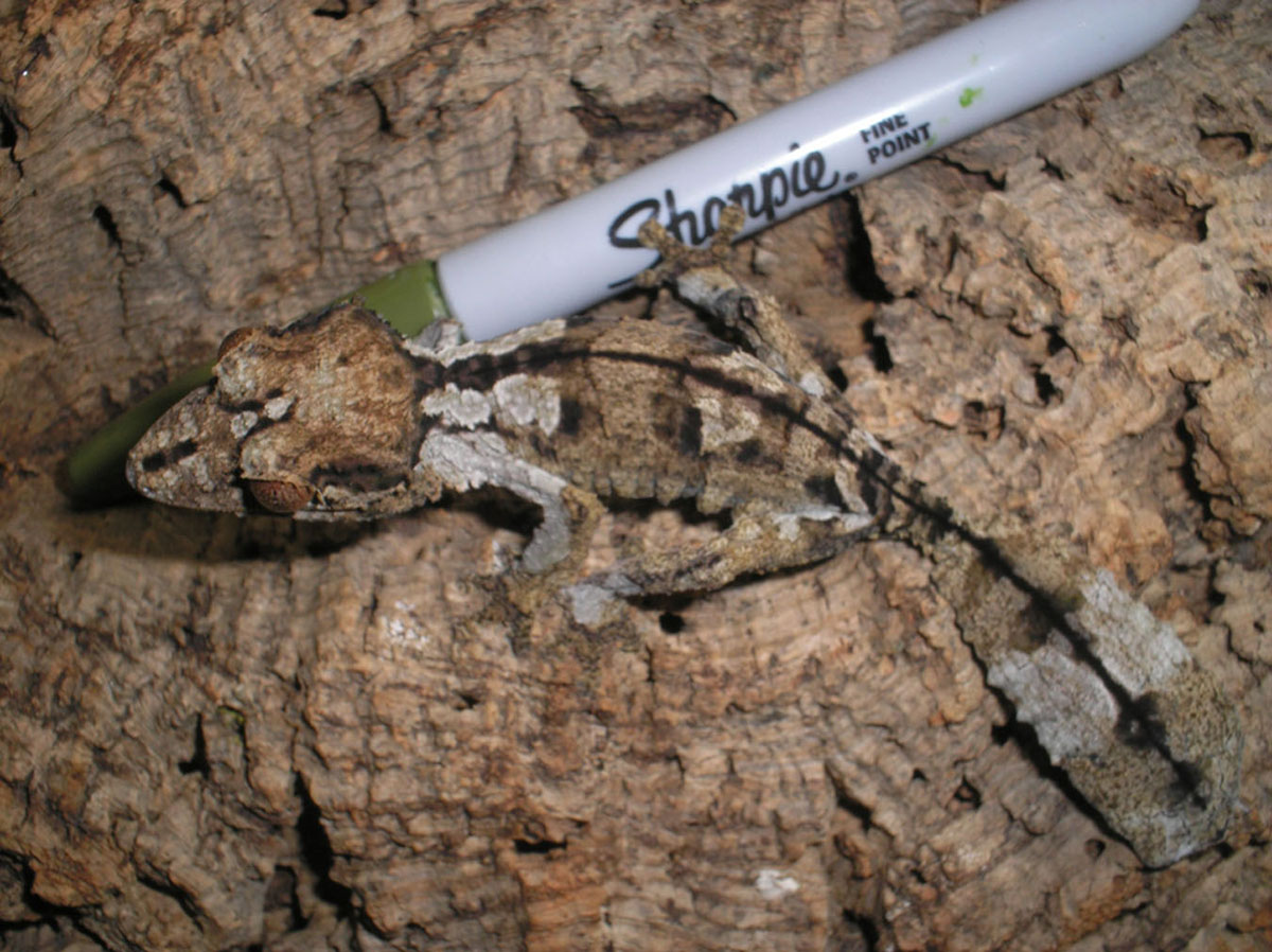 Uroplatus henkeli
