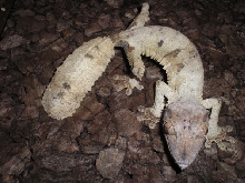 Female Uroplatus henkeli