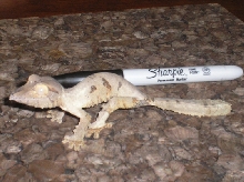 Uroplatus henkeli