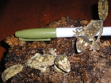 C.B. Uroplatus fimbriatus