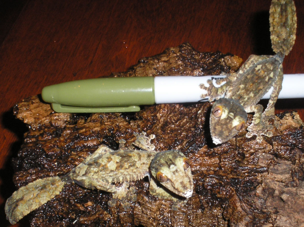 C.B. Uroplatus fimbriatus