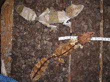 Uroplatus henkeli pair