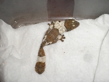 Uroplatus henkeli