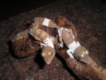 Hatchling Uroplatus henkeli