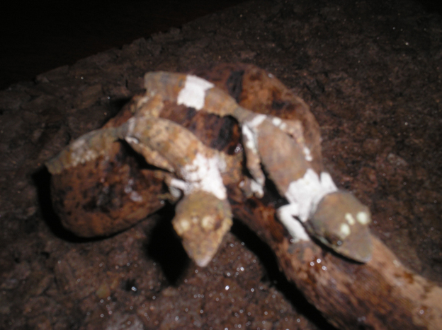 Hatchling Uroplatus henkeli
