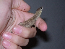 Horacio 1