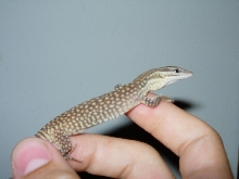 Horacio 3