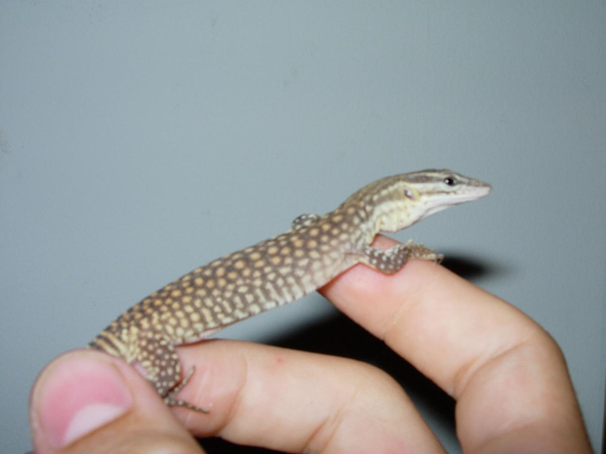 Horacio 3