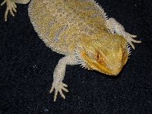 Legolas: soon to be dad!