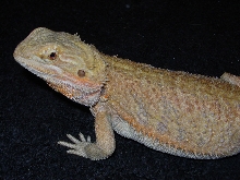 Scarlet: soon to be mom!