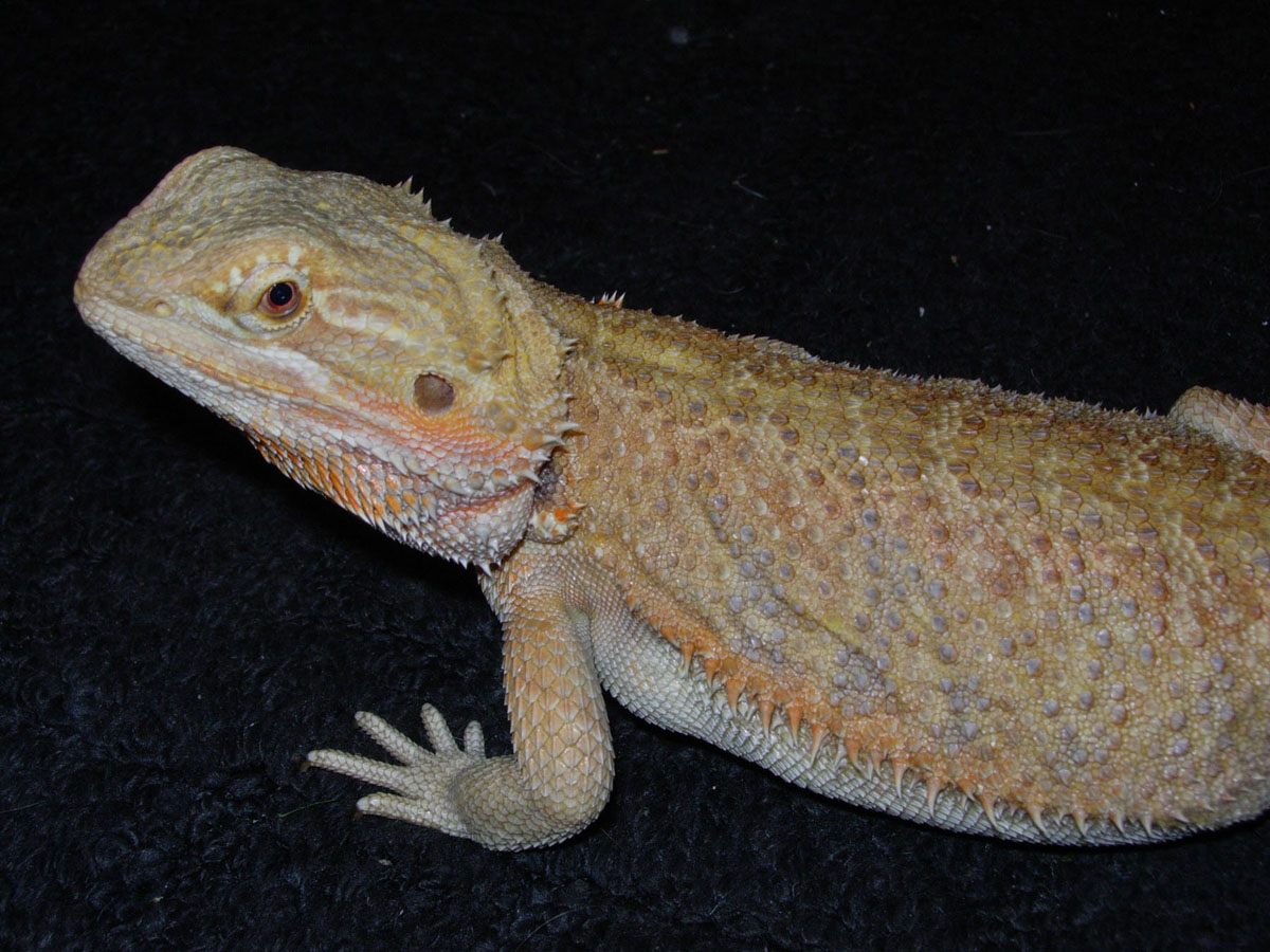 Scarlet: soon to be mom!