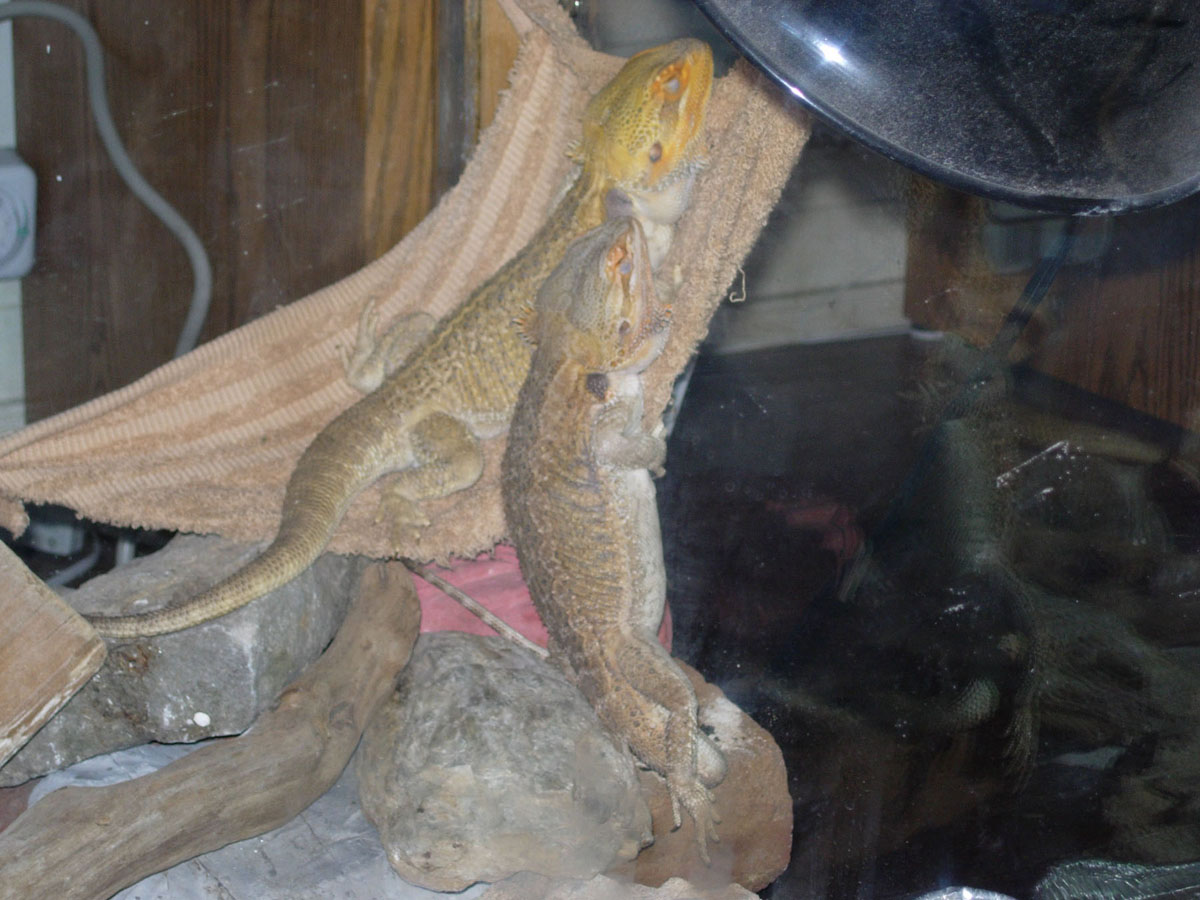 Sleeping soundly...