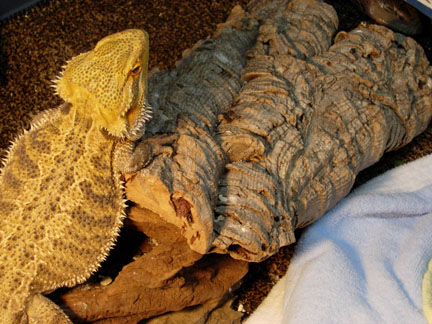 Legolas the Sunburst Beardie