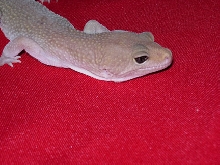 Maximus the leusistic