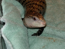 Sarah the Indonesian Blue Tongue