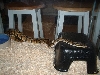Ball Python