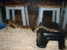 My new Ball Python