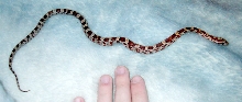 My first snake--anyone know what color morph s/he is?