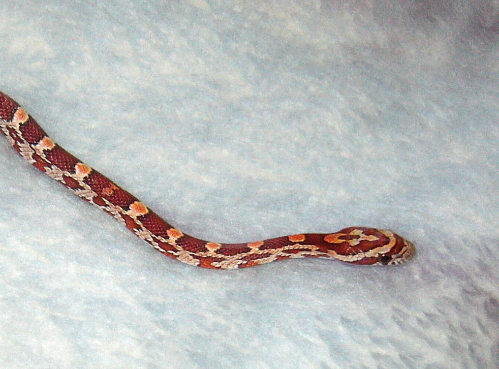 My first snake2 -- detail head shot