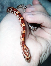 My first snake3 -- another head shot