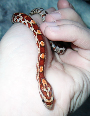 My first snake3 -- another head shot