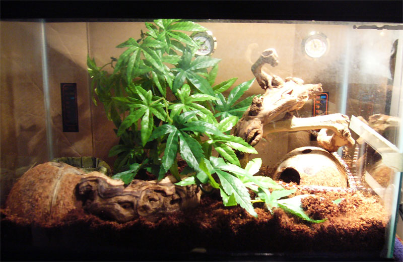 My first snake-- final tank set up. At least until he's bigger.