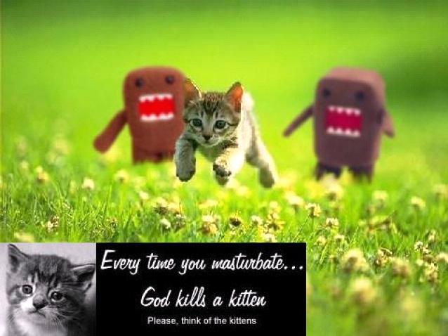 Kitten
