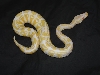 Albino 1