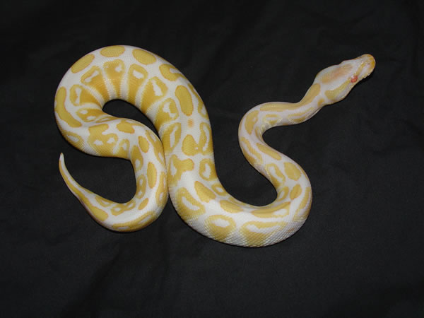 Albino 1