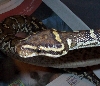 Anagolan heashot