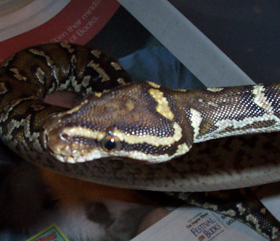 Anagolan heashot