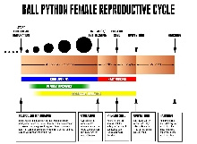 reproductive cycle