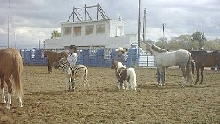 A zebra...in showmanship...against horses??