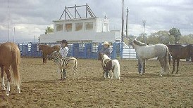 A zebra...in showmanship...against horses??