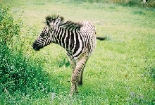 Chester the zebra checkin out the vegitation