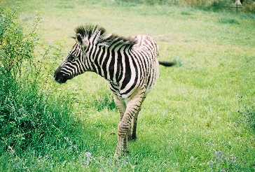 Chester the zebra checkin out the vegitation