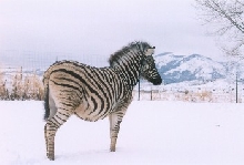 Chester the zebra in the snow