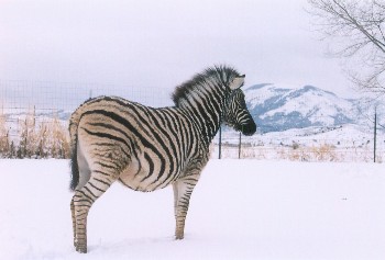 Chester the zebra in the snow