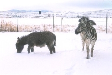Chester and his buddy 'Lil Bit play in the snow